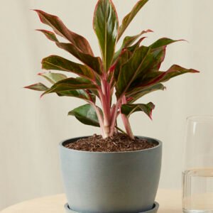 Aglaonema Siam