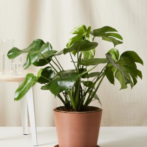 Monstera Deliciosa