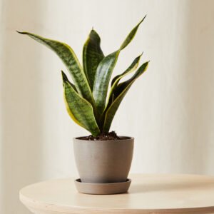 Snake Plant