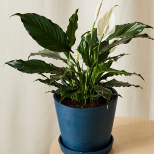 Peace Lily in Blue Vase